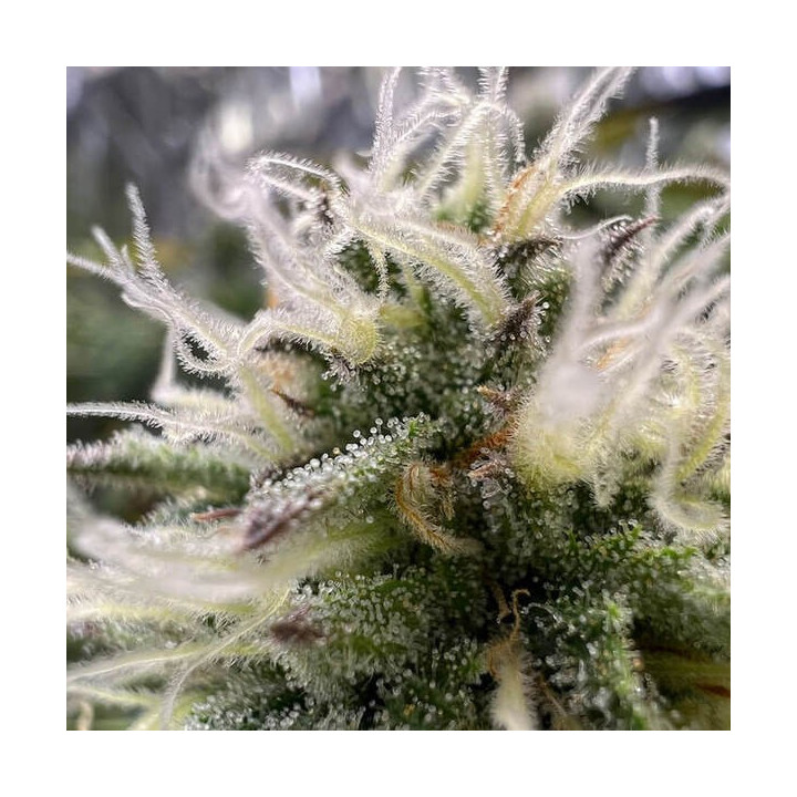 Semillas autoflorecientes de marihuana G.O.S  Auto  de R-Kiem Seeds