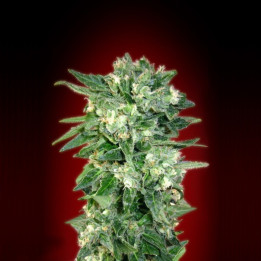 Auto Kaya 47 (Advanced Seeds)