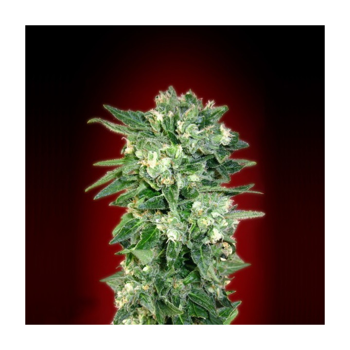 Auto Kaya 47 (Advanced Seeds)
