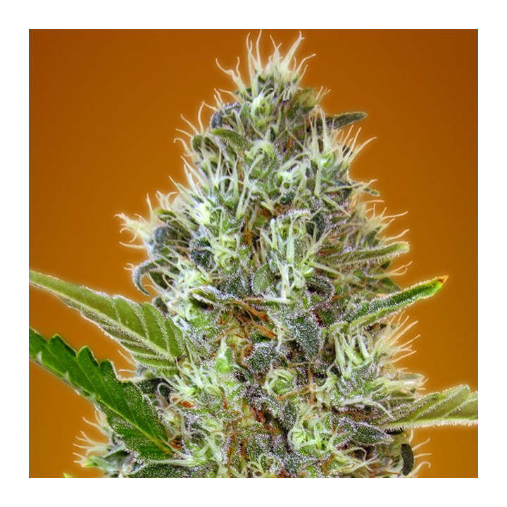 Auto Somango (Advanced Seeds)