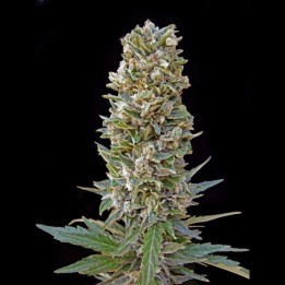 Automatik Mix (Advanced Seeds)