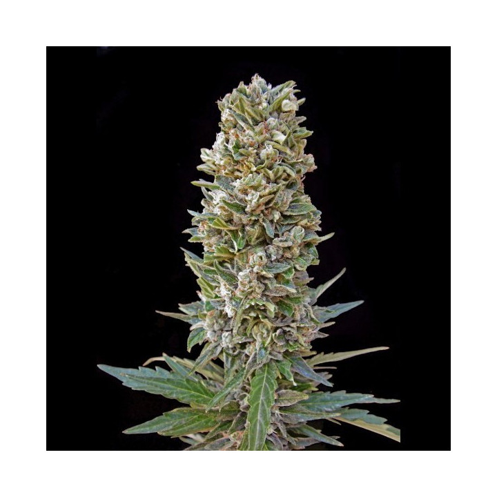 Automatik Mix (Advanced Seeds)