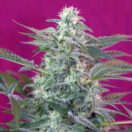 Big Foot (Sweet Seeds)