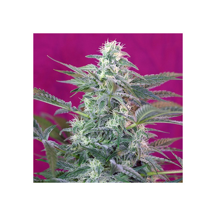 Big Foot (Sweet Seeds)