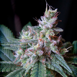 Cream Caramel (Sweet Seeds)