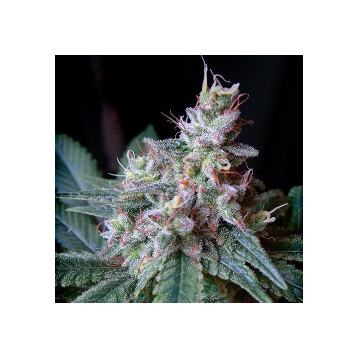 Cream Caramel (Sweet Seeds)