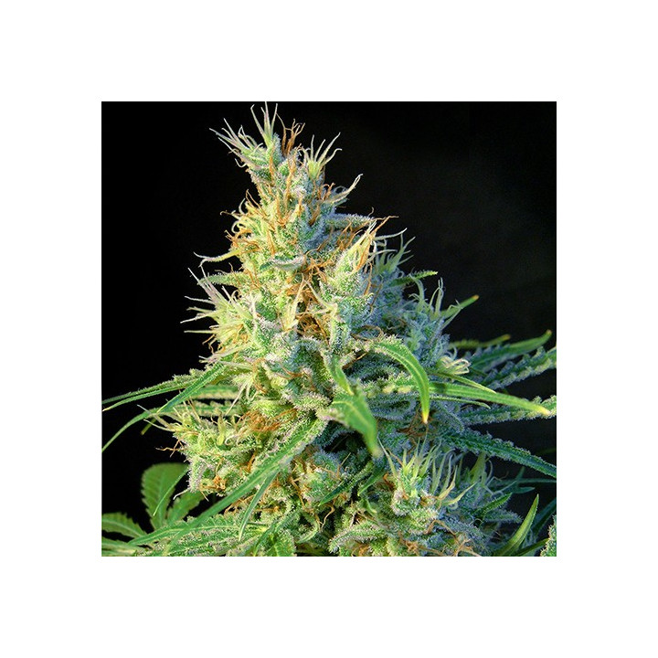 Psicodelicia (Sweet Seeds)
