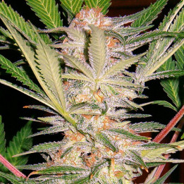 S.A.D. (Sweet Seeds)