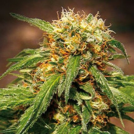 Sweet Tai (Sweet Seeds)