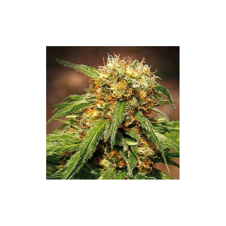 Sweet Tai (Sweet Seeds)