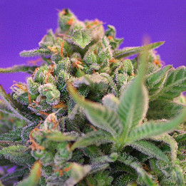 Sweet Cheese (Sweet Seeds)