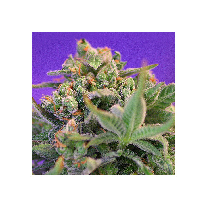 Sweet Cheese (Sweet Seeds)