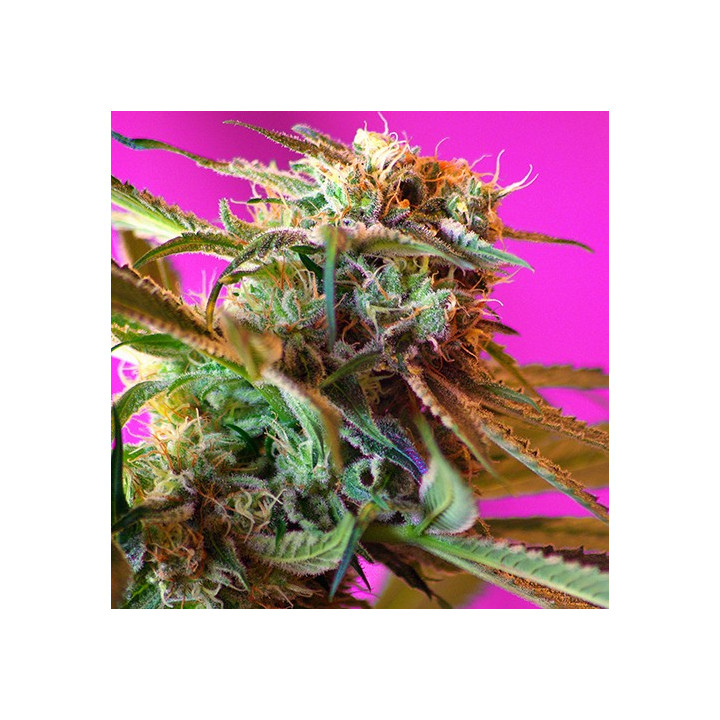 Wild Rose (Sweet Seeds)