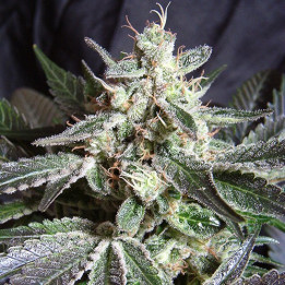 Black Jack (Sweet Seeds)