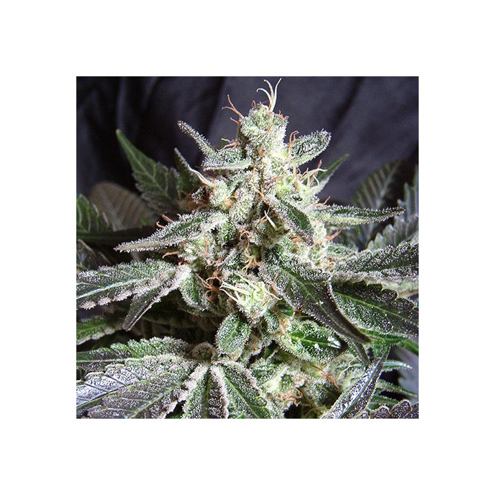 Black Jack (Sweet Seeds)