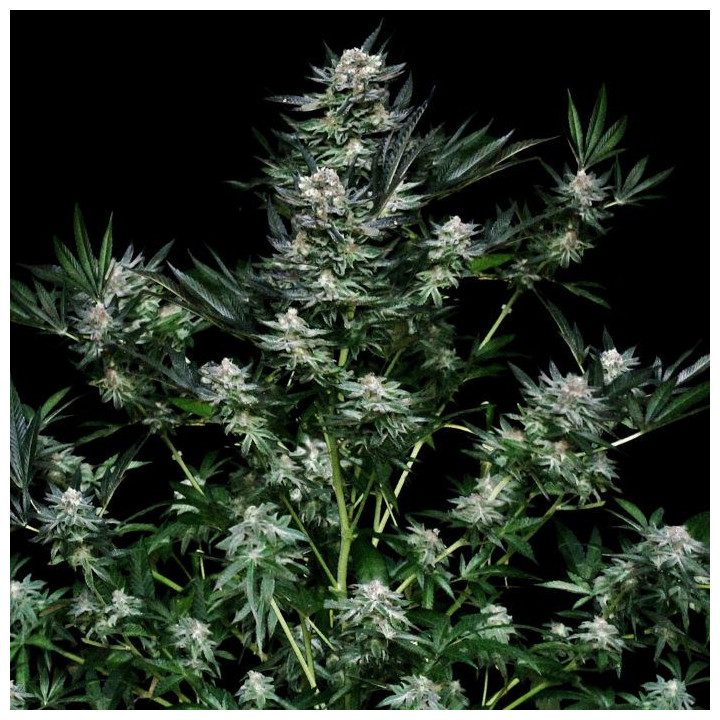 Critigal +  (Absolute Cannabis Seeds)