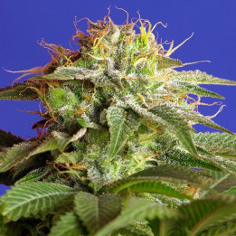 Green Poison (Sweet Seeds)