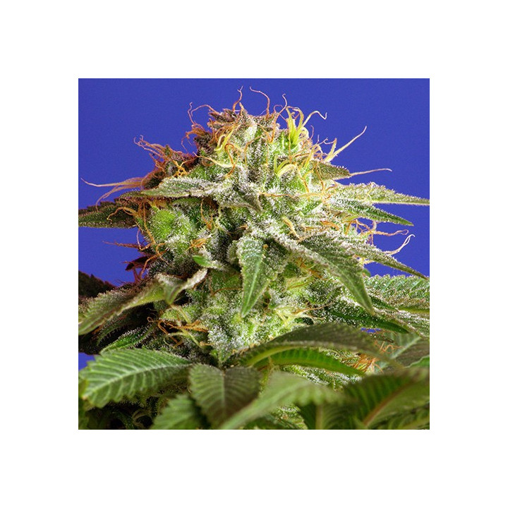 Green Poison (Sweet Seeds)