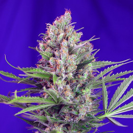 Cream Mandarine F1 Fast Version (Sweet Seeds)