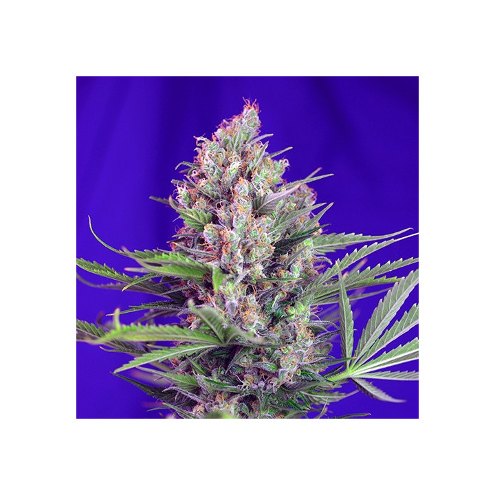 Cream Mandarine F1 Fast Version (Sweet Seeds)
