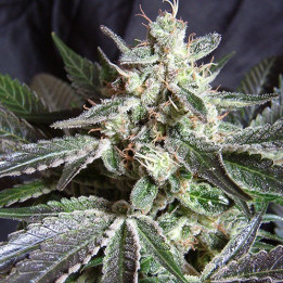 Black Jack F1 Fast Version (Sweet Seeds)