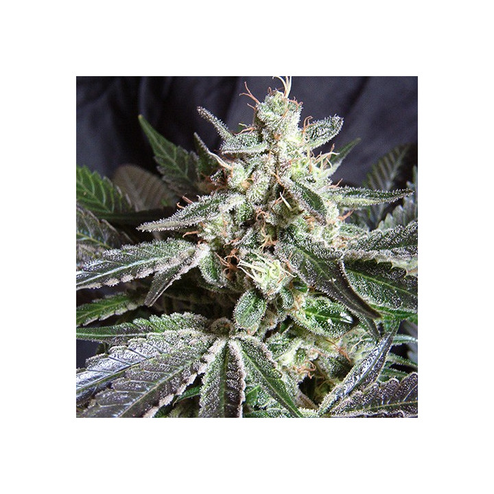 Black Jack F1 Fast Version (Sweet Seeds)