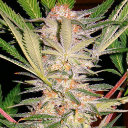 S.A.D. F1 Fast Version (Sweet Seeds)