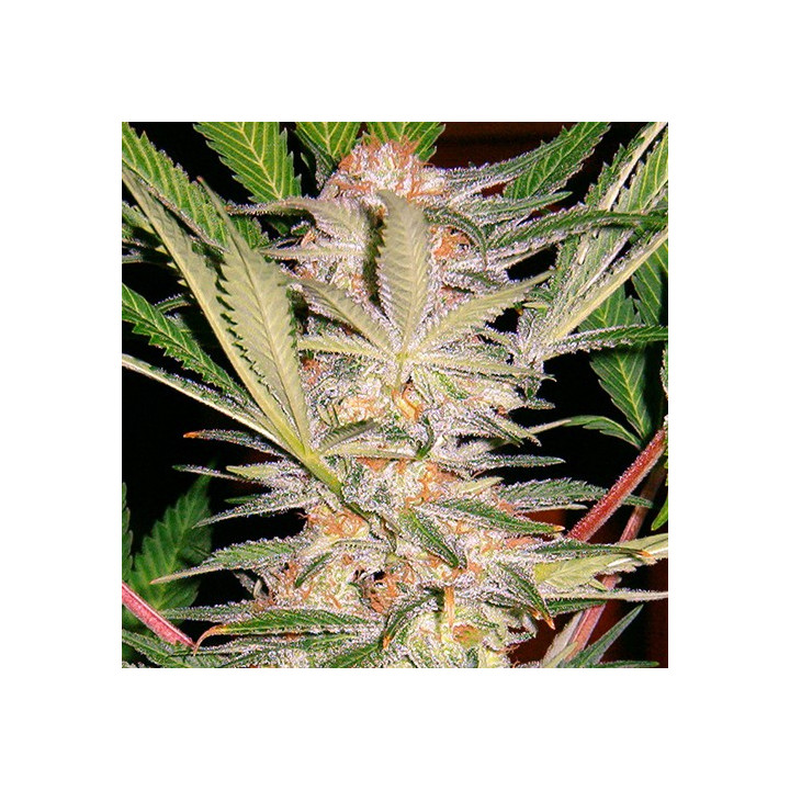 S.A.D. F1 Fast Version (Sweet Seeds)