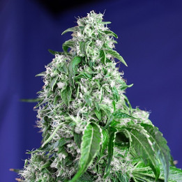 Big Devil F1 Fast Version (Sweet Seeds)