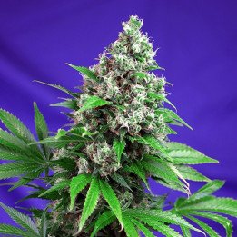 Killer Kush F1 Fast Version (Sweet Seeds)