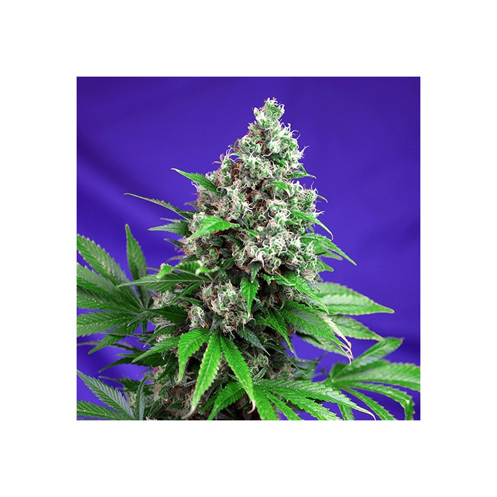 Killer Kush F1 Fast Version (Sweet Seeds)