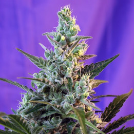 Sweet Skunk F1 Fast Version (Sweet Seeds)