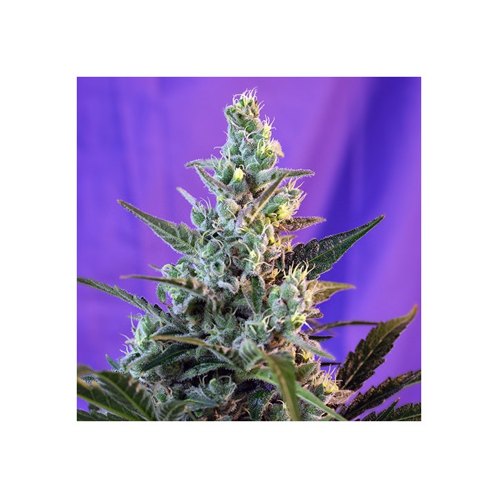 Sweet Skunk F1 Fast Version (Sweet Seeds)