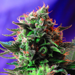 Jack 47 F1 Fast Version (Sweet Seeds)