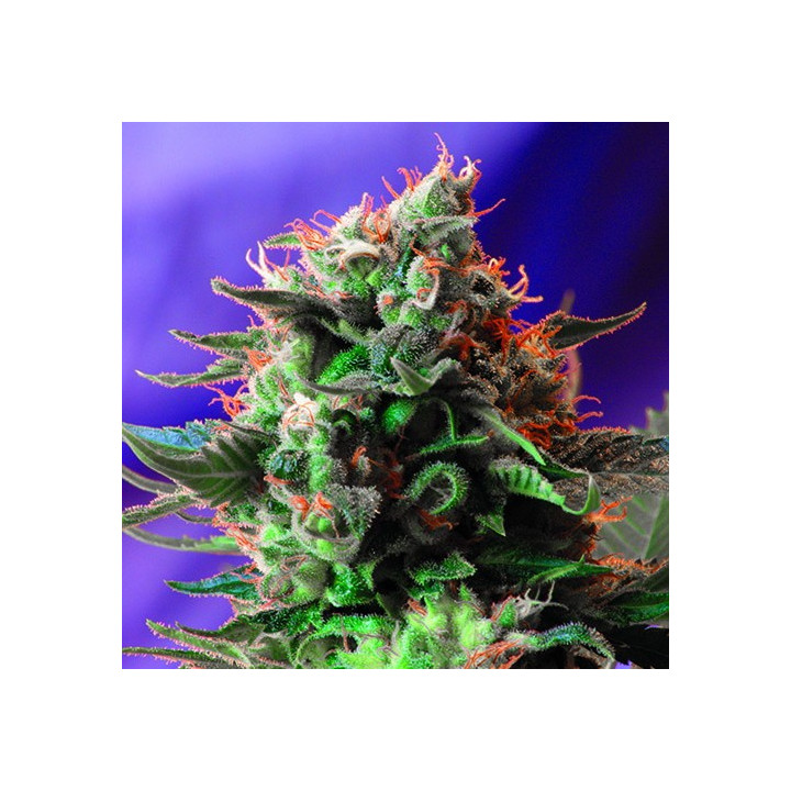 Jack 47 F1 Fast Version (Sweet Seeds)