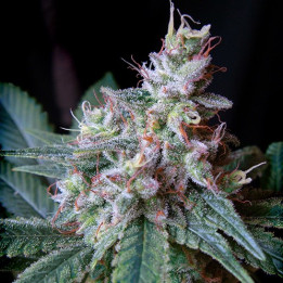 Cream Caramel F1 Fast Version (Sweet Seeds)