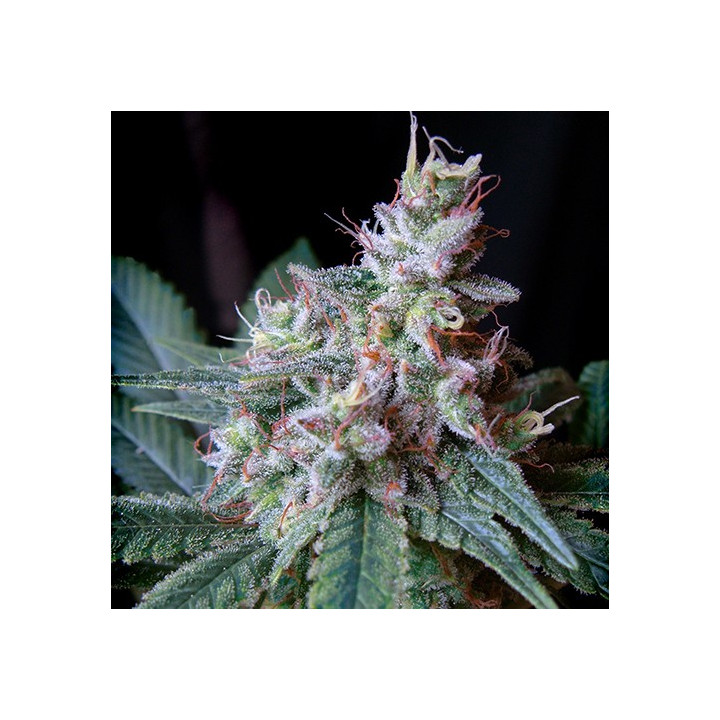 Cream Caramel F1 Fast Version (Sweet Seeds)