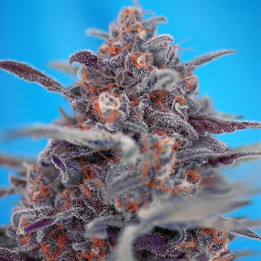 Devil Cream Auto (Sweet Seeds)