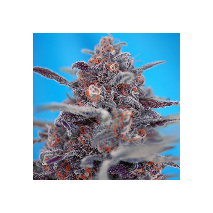 Devil Cream Auto (Sweet Seeds)
