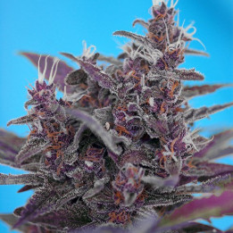 Black Cream Auto (Sweet Seeds)