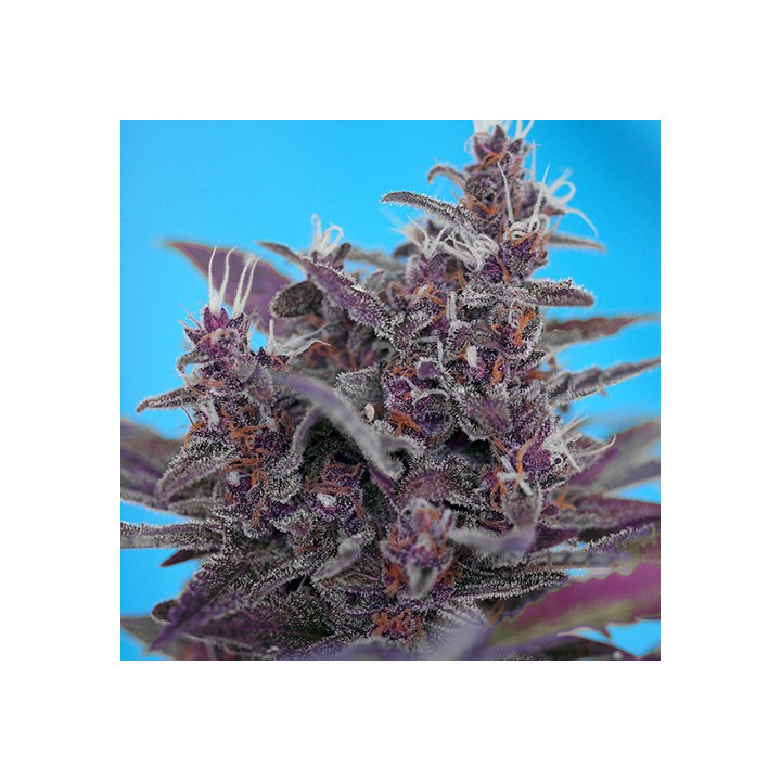 Black Cream Auto (Sweet Seeds)