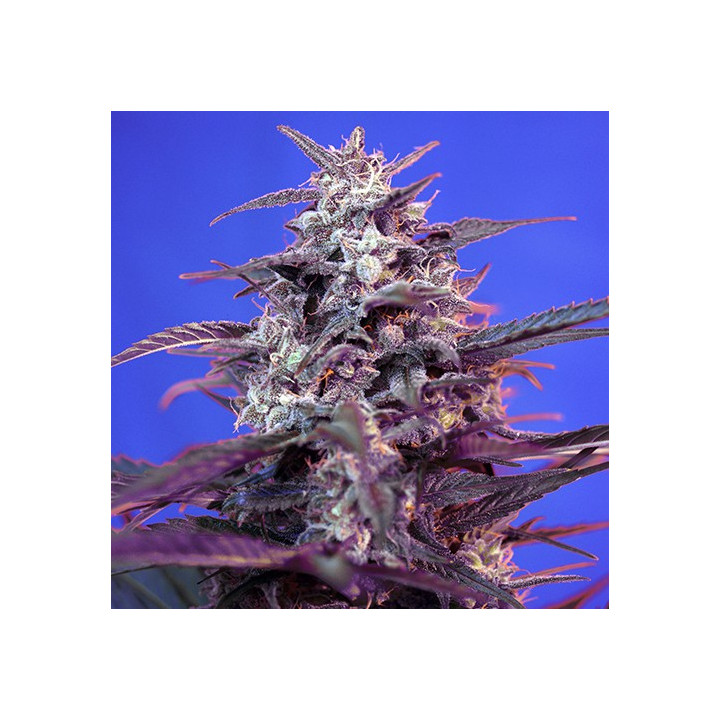 Bloody Skunk Auto (Sweet Seeds)