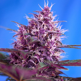 Red Poison Auto (Sweet Seeds)