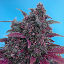 Dark Devil Auto (Sweet Seeds)