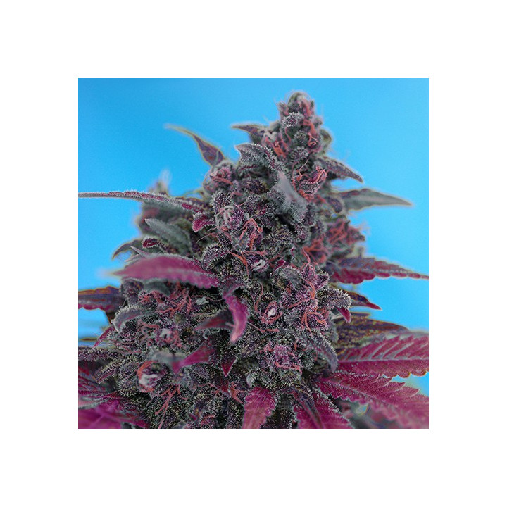 Dark Devil Auto (Sweet Seeds)
