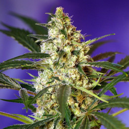 Fast Bud Auto (Sweet Seeds)