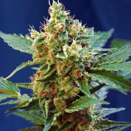 Cream Mandarine XL Auto (Sweet Seeds)