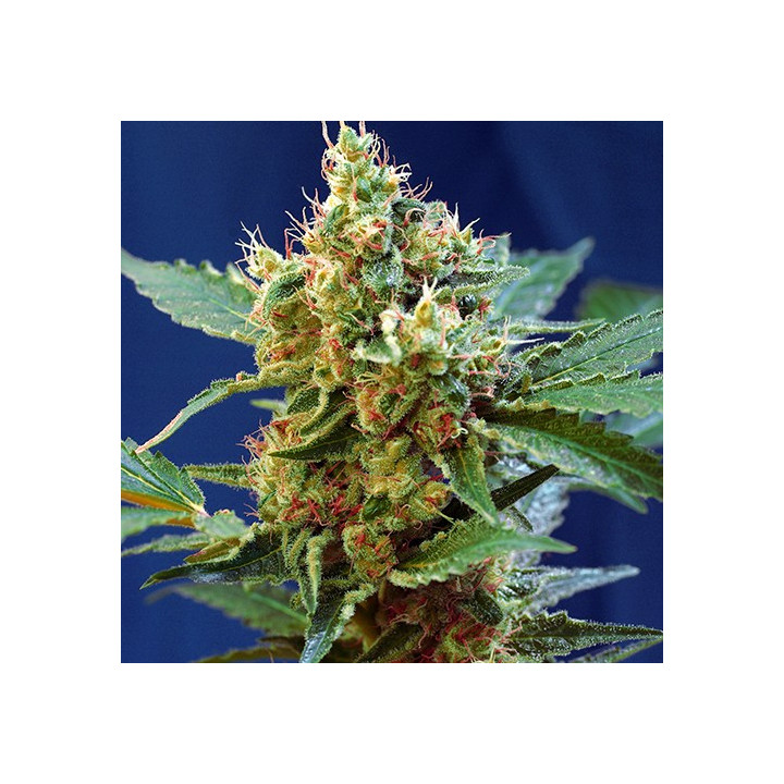 Cream Mandarine XL Auto (Sweet Seeds)