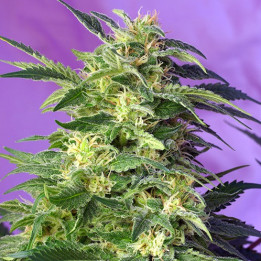 Killer Kush Auto (Sweet Seeds)