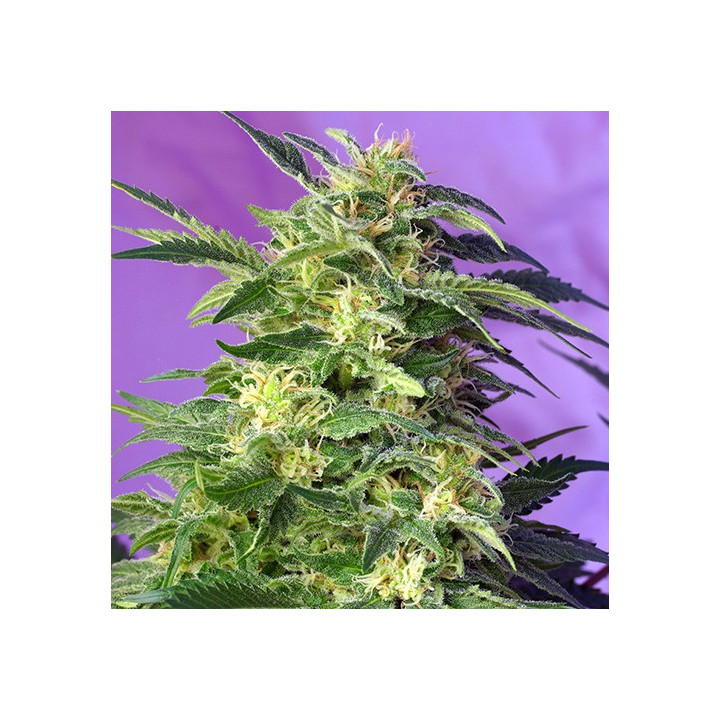 Killer Kush Auto (Sweet Seeds)
